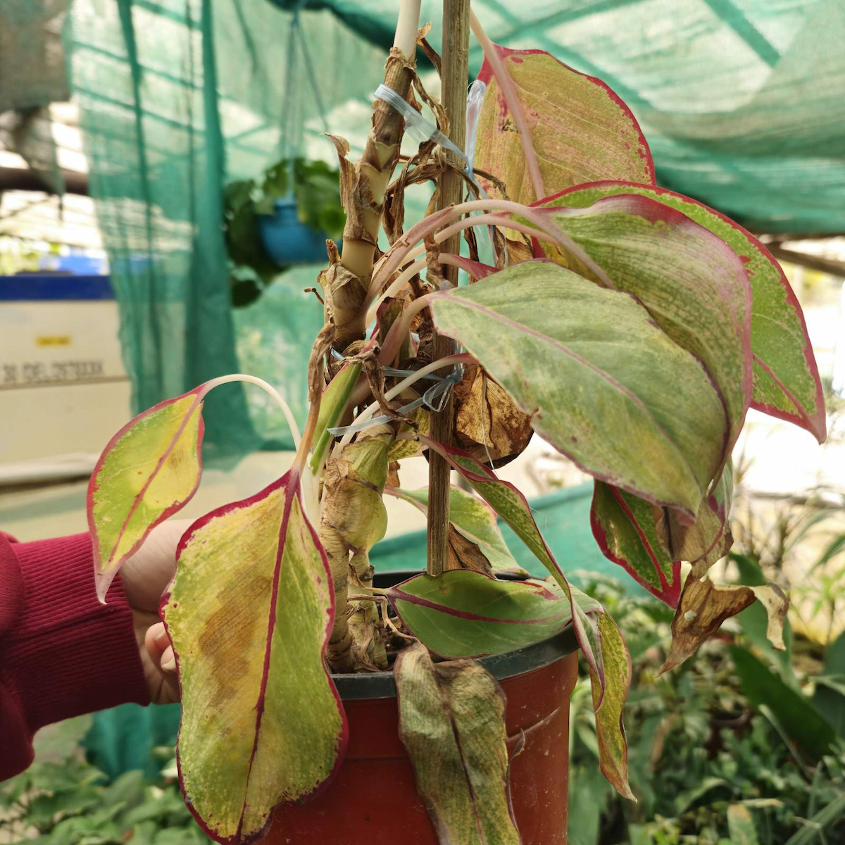 blog-Strategies to Prevent Root Rot in the Winter