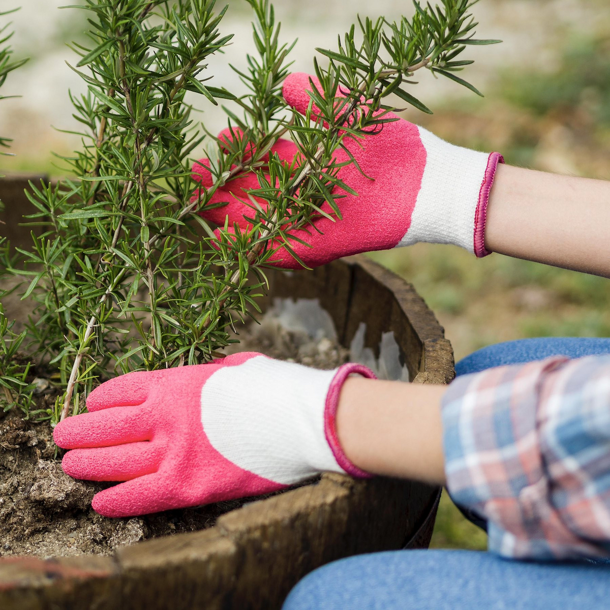 blog-5 Insect-Repellent Plants to Protect Your Garden from Summer Insects