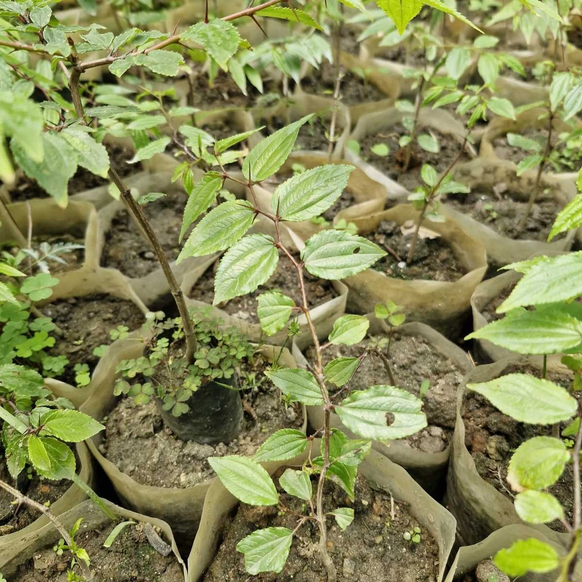 blog-Buddha Chitta: The Sacred Plant with Spiritual Significance in Nepal