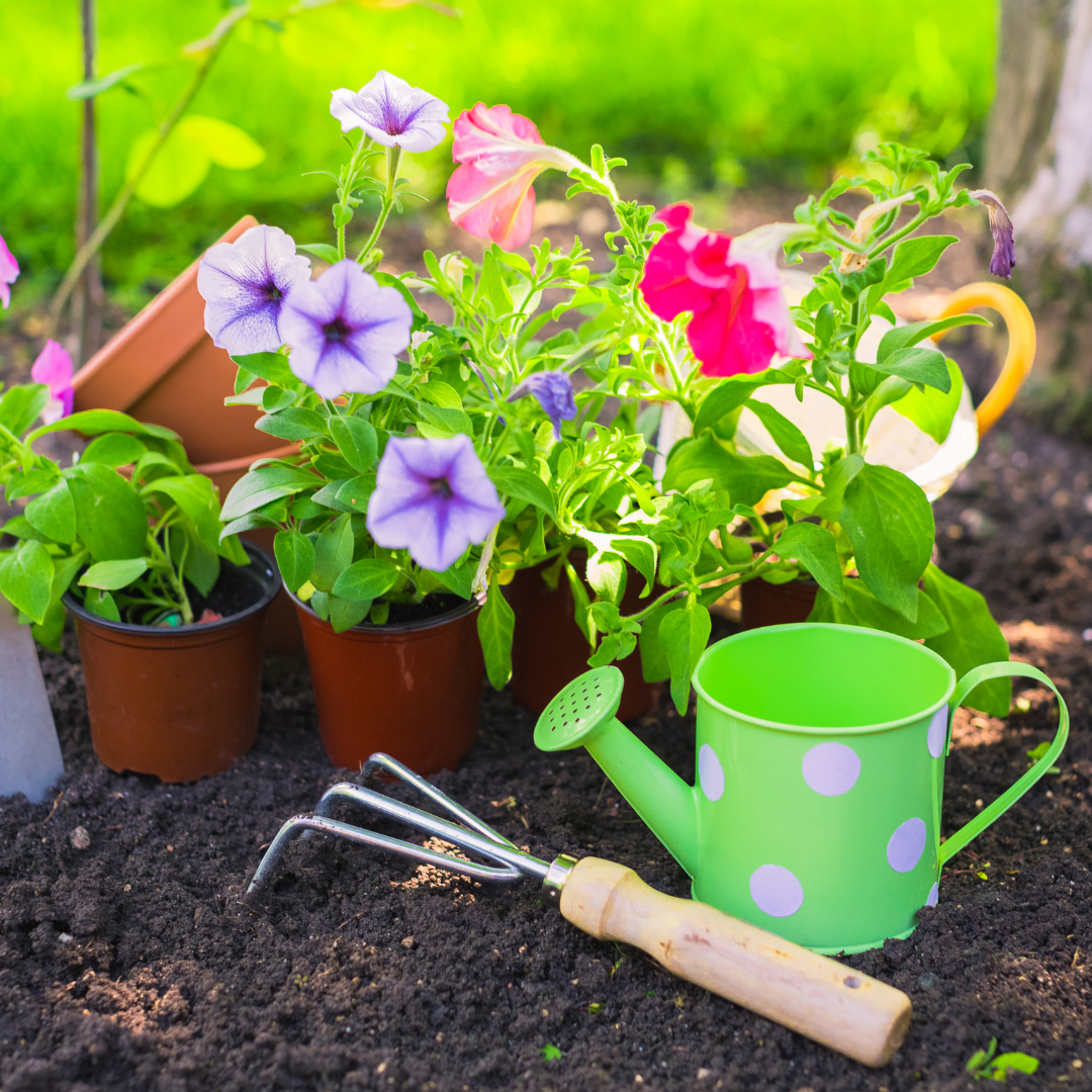 blog-Summer Gardening Tips for a Happy Summer Garden