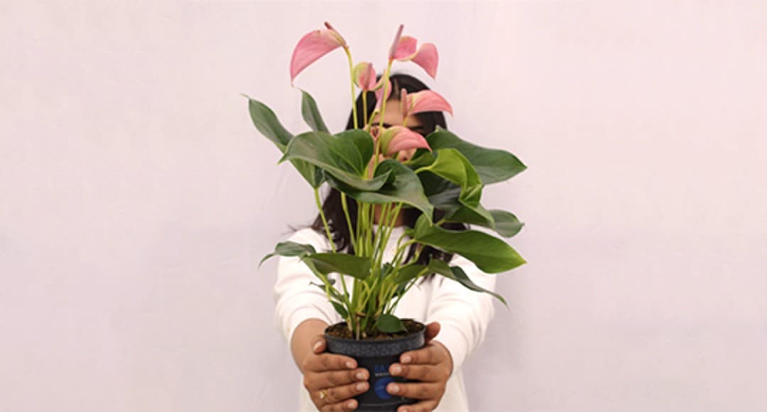 Gift a plant
