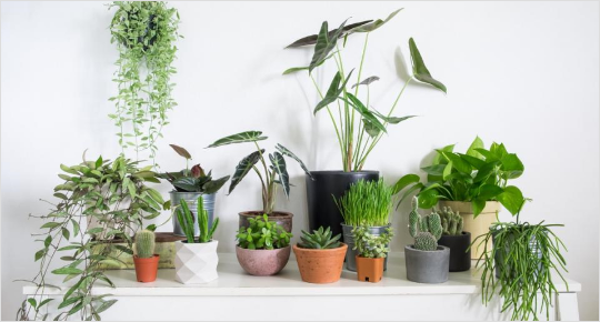 Plant Consultation