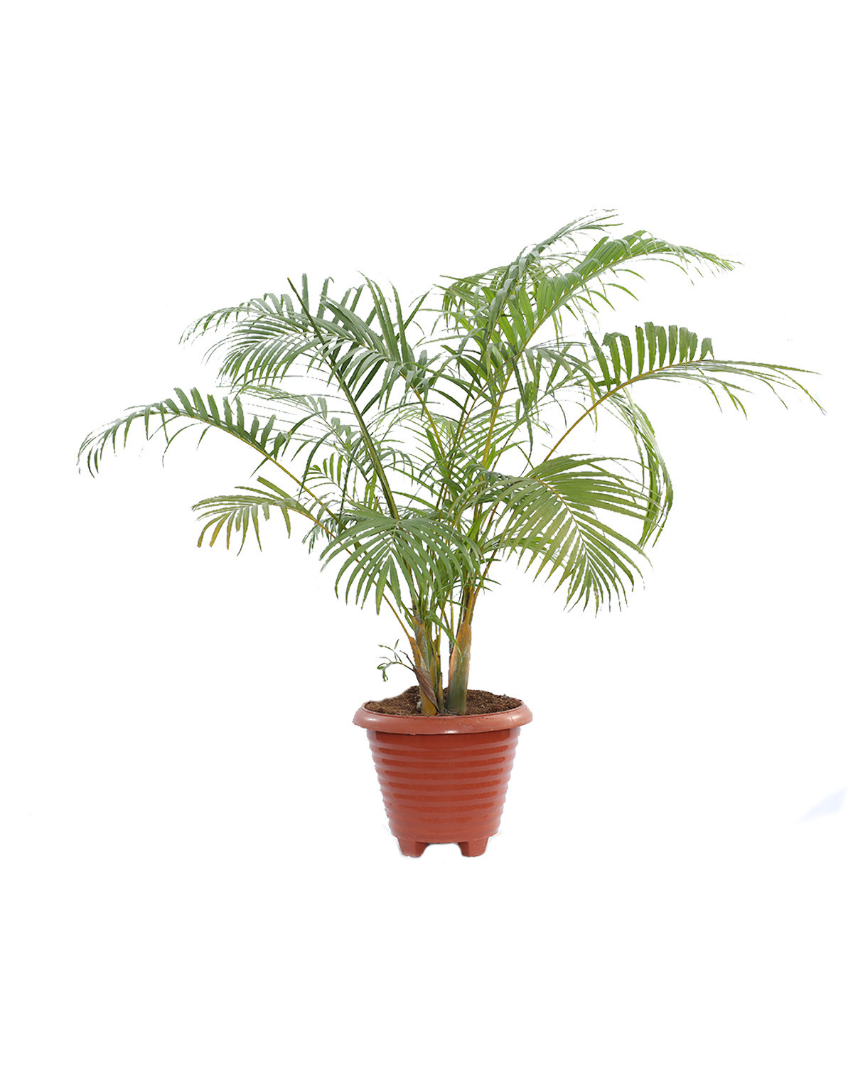 Dypsis Lutescens -Areca Palm