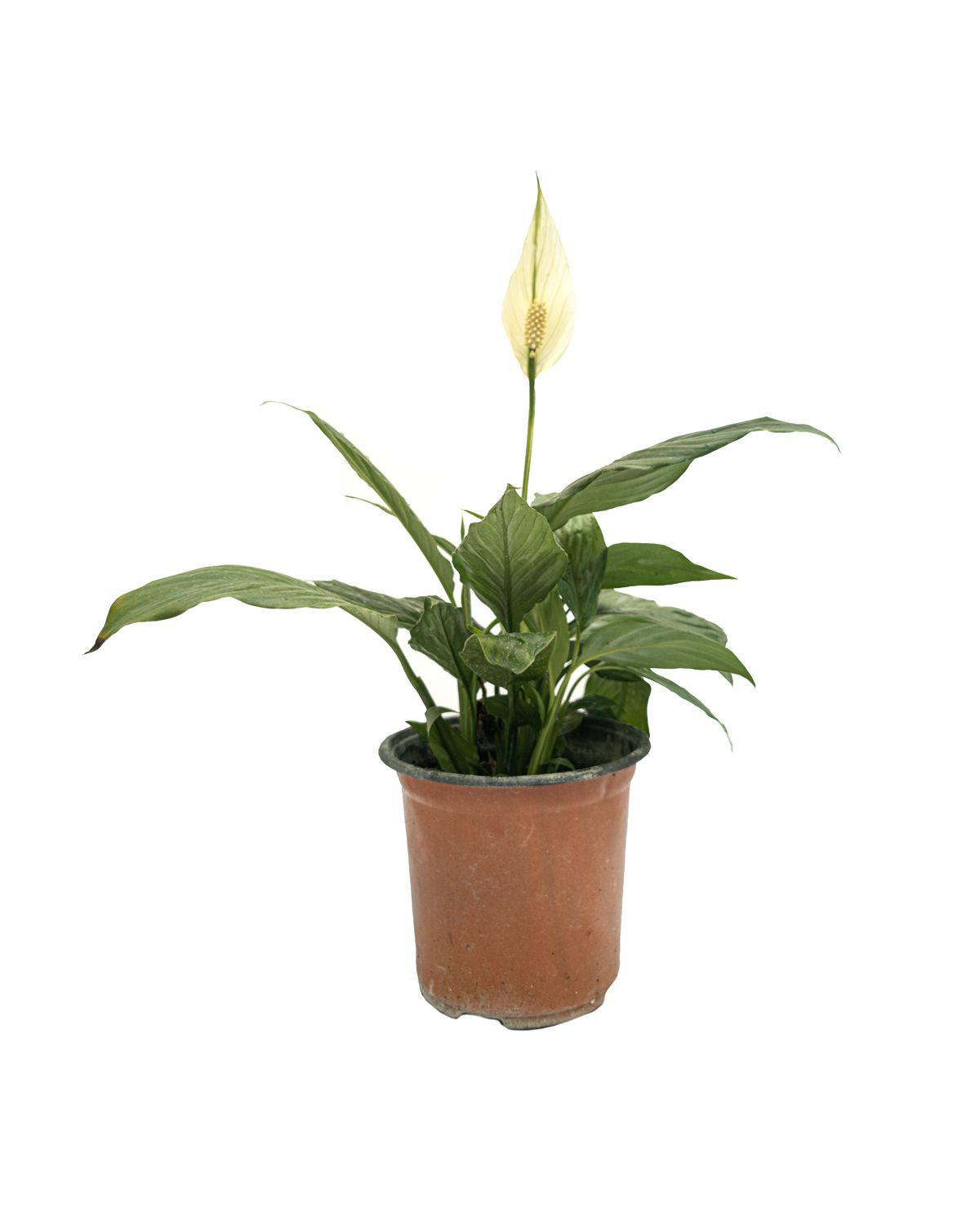 In-house peace lily