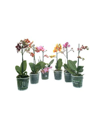 Phalaenopsis Orchids Mix Multi Branch (2 Spike)