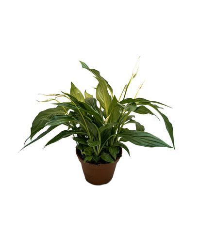 Spathiphyllum Pearl Cupido Peace Lily