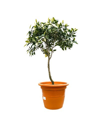 Ficus Benjamin Verigated 