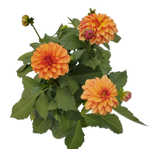 Dallia Orange Bicolor