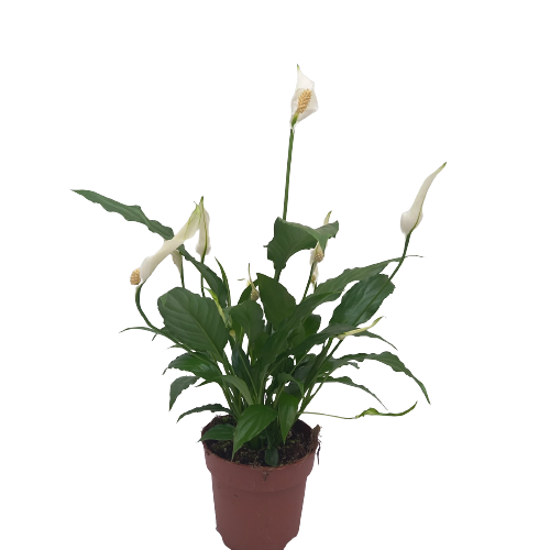 Spathiphyllum Sweet Chico Peace Lily