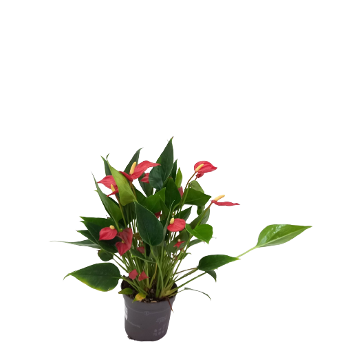 Anthurium Milli Flower Red
