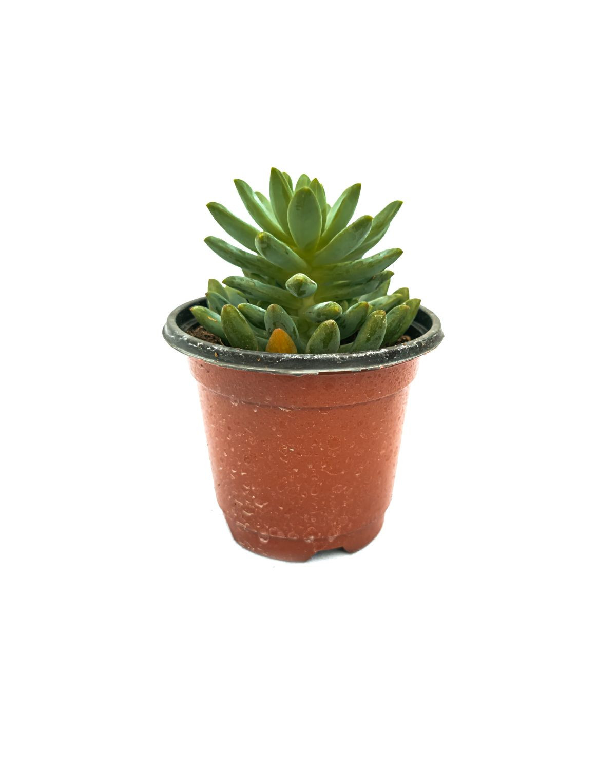 product-details