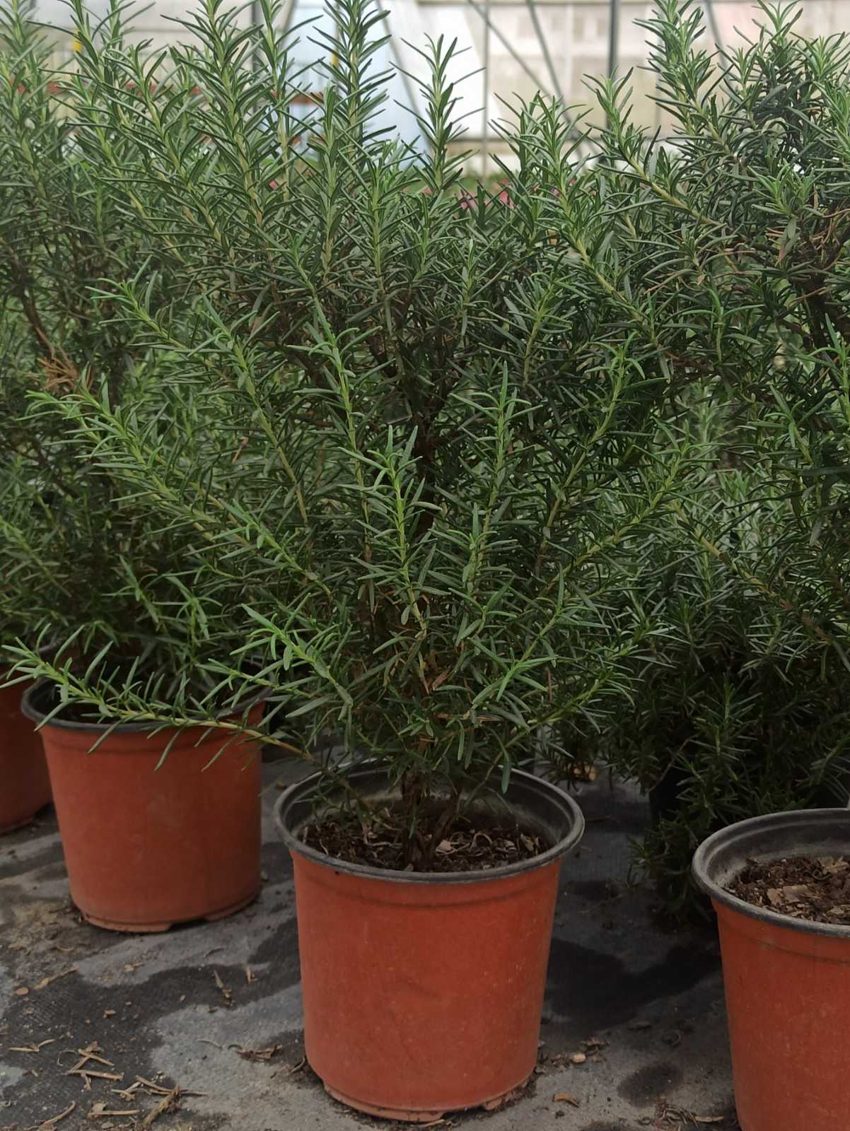 rosemary